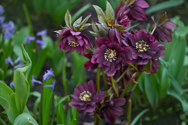 Christrose o Hellborus fiorisce nel giardino primaverile