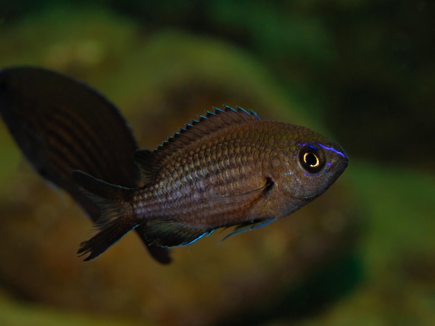 Chromis chromis