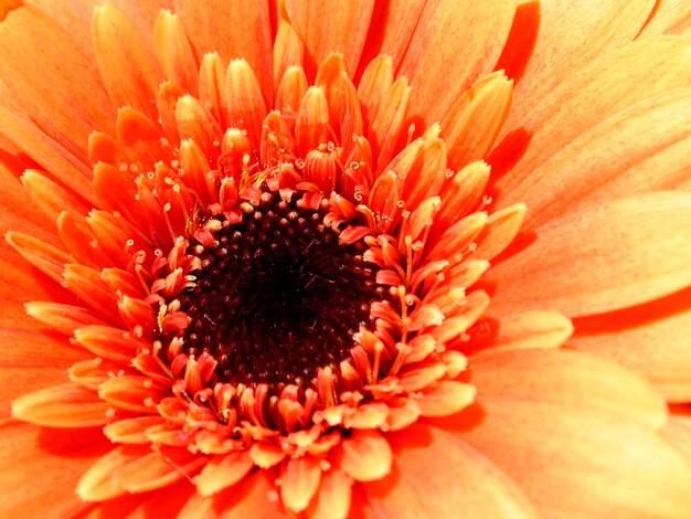 Chrysantheme Chrysanthemum indicum ibrido