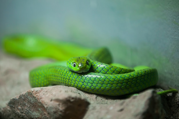 chrysopelea ornata su pietra nello zoo