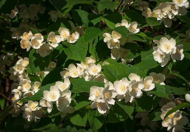 Chubushnik in fiore latino Filadelfo Pavlovsky Park Pavlovsk San Pietroburgo Russia