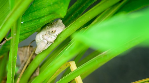 Chunam Tree frog riposa in un luogo fresco e ombreggiato durante la foto diurna del primo piano