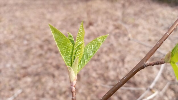 Ci sono giovani foglie verdi su un ramo sottile La natura prende vita in primavera Salice