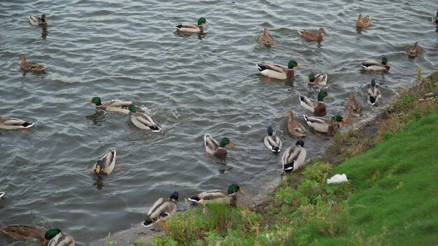 Ci sono molte anatre nel parco cittadino sul lago