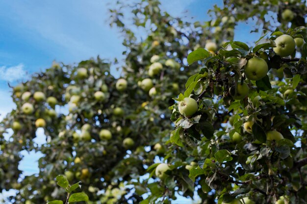 Ci sono molte mele nel melo verde acidomelo fruttato