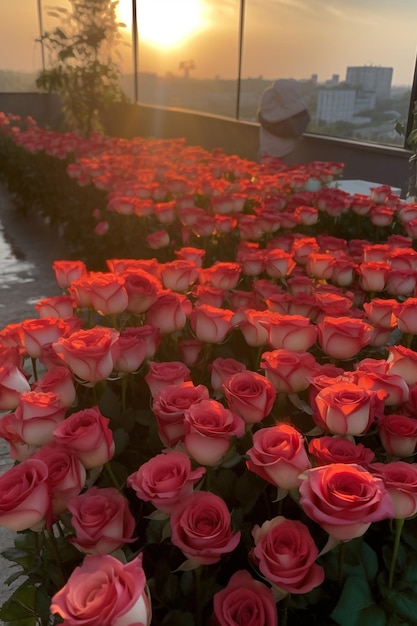 ci sono molte rose rosa in un campo con il sole che tramonta ai generativo