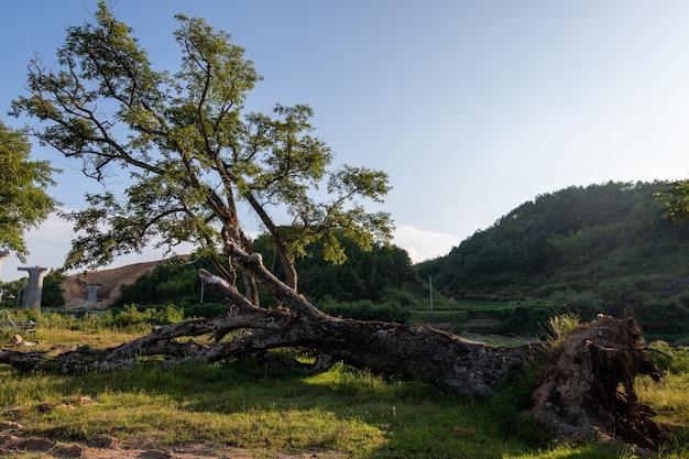 Ci sono molti alberi dall'aspetto strano in natura