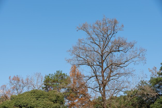 Ci sono molti alberi dall'aspetto strano in natura