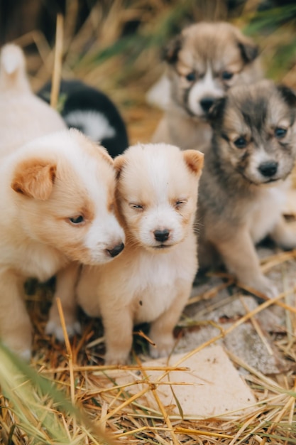 Ci sono molti cuccioli nella foresta.