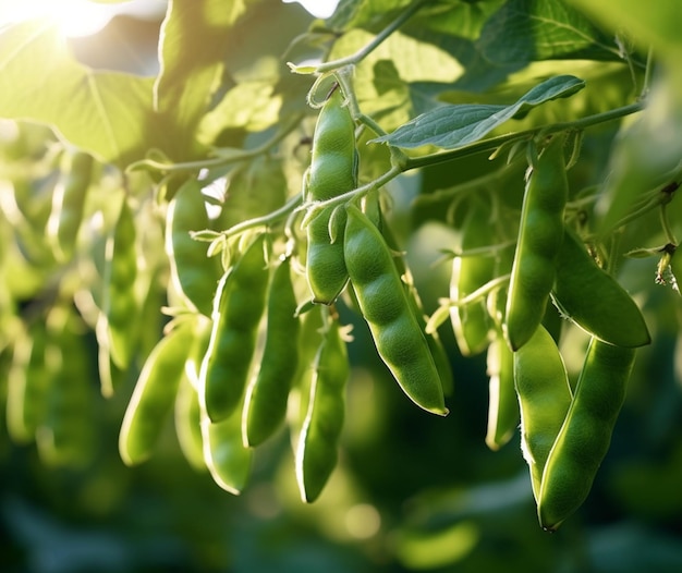 Ci sono molti fagioli verdi appesi ad un albero al sole generativo ai