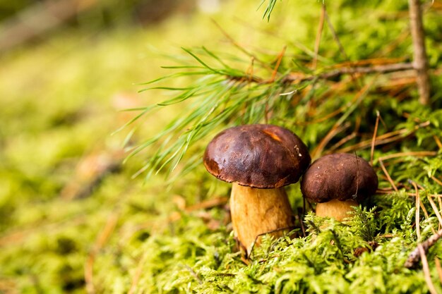 Ci sono molti funghi che giacciono nella foresta su muschio verde Un sacco di funghi di muschio polacchi