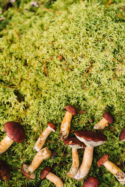 Ci sono molti funghi che giacciono nella foresta su muschio verde Un sacco di funghi di muschio polacchi