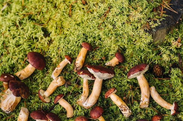 Ci sono molti funghi che giacciono nella foresta su muschio verde Un sacco di funghi di muschio polacchi