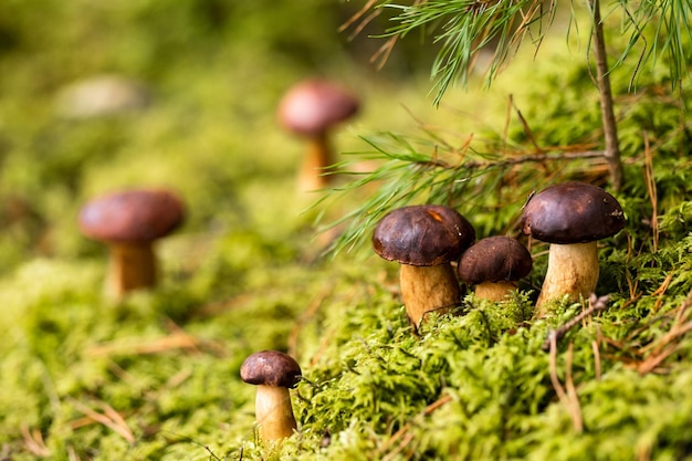 Ci sono molti funghi che giacciono nella foresta su muschio verde Un sacco di funghi di muschio polacchi