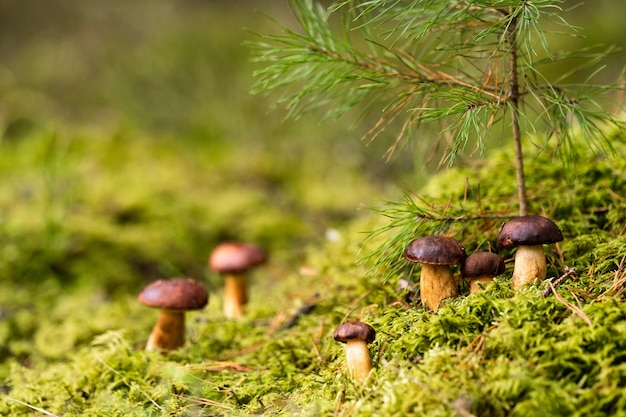 Ci sono molti funghi che giacciono nella foresta su muschio verde Un sacco di funghi di muschio polacchi