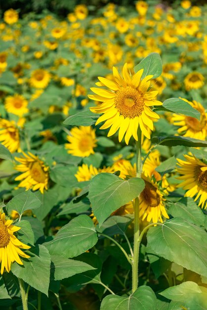 Ci sono molti girasoli nei campi.