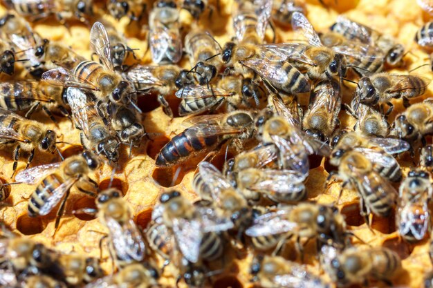 Ci sono un sacco di api a strisce che siedono sui favi