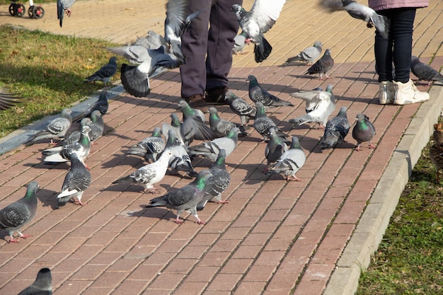 Ci sono un sacco di piccioni intorno alle persone sul sentiero nel parco