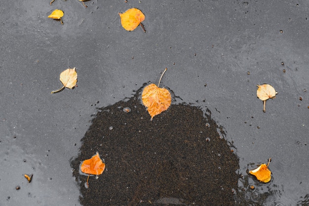Ciao ottobre concetto. Foglie gialle cadute sull'asfalto bagnato, dopo la pioggia, riflessi dell'ombrello. Sfondo autunnale vista dall'alto