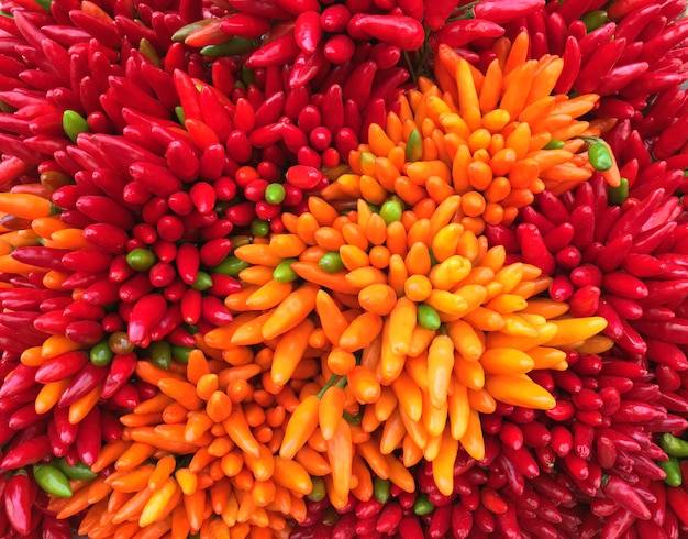 Cibo delizioso colorato