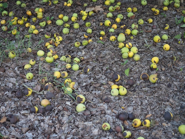 Cibo di frutta pera verde