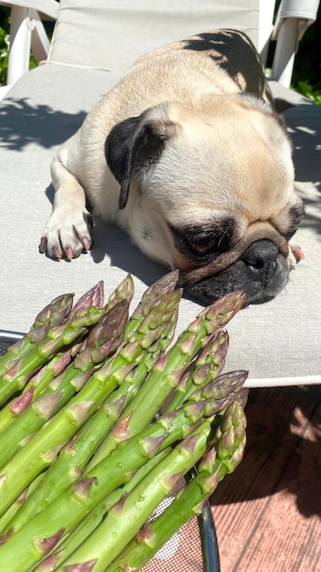 Cibo per cani fatto in casa Frutta e verdura adatta ai cani Cani e verdure I cani mangiano gli asparagi