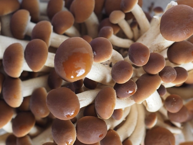 Cibo per funghi porcini boletus edulis