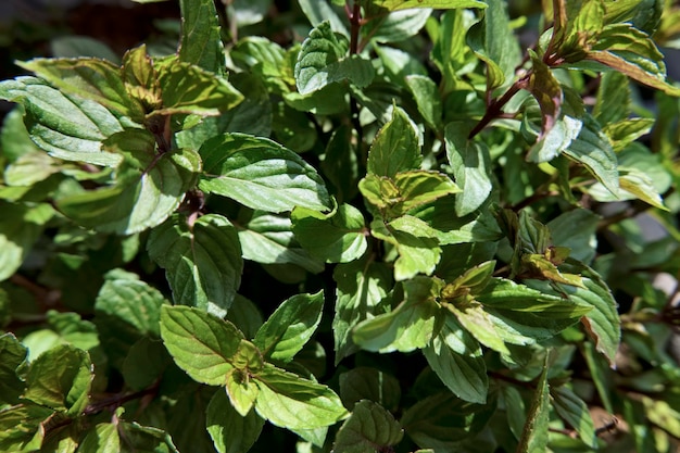 CIBO; pianta di menta piperita in un giardino