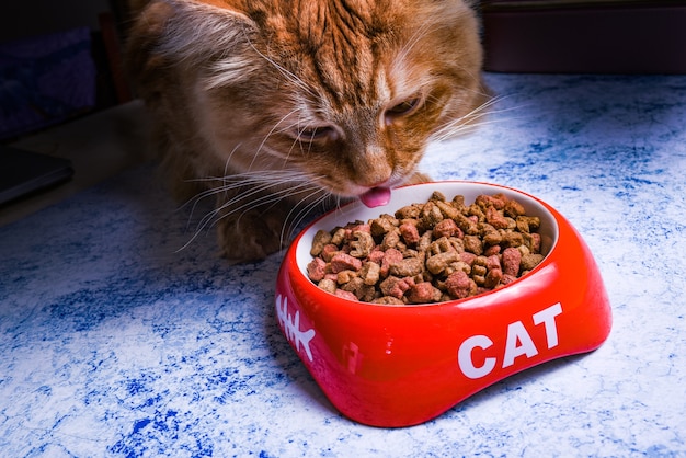 cibo secco per gatti in una ciotola rossa con la scritta cat. il gatto mangia cibo secco da una ciotola