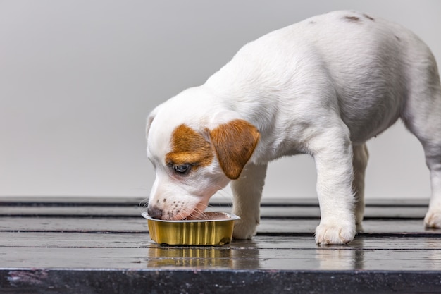 Cibo sveglio del cucciolo del piccolo jack russel