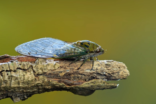 cicadidie su sfondo verde