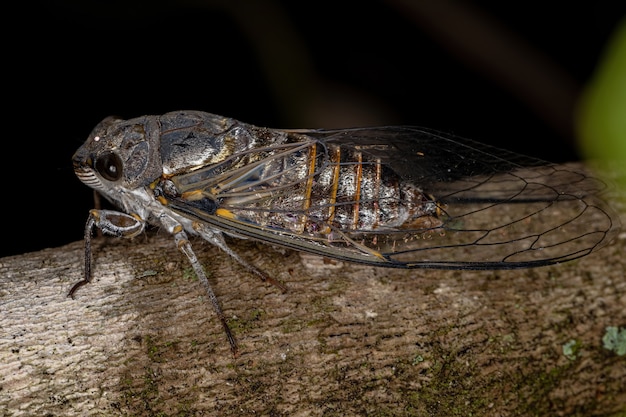 Cicala Adulta Tipica della Tribù Fidicinini