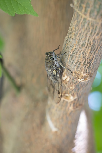Cicala Cicadidae appoggiato su un ramo di un albero Macrofotografia