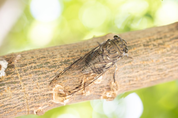 Cicala Cicadidae appoggiato su un ramo di un albero Macrofotografia