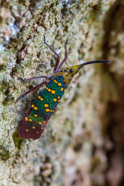 Cicala o Lanternfly (gemma di Saiva)