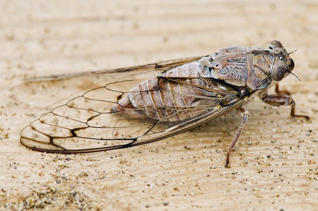 Cicala su legno