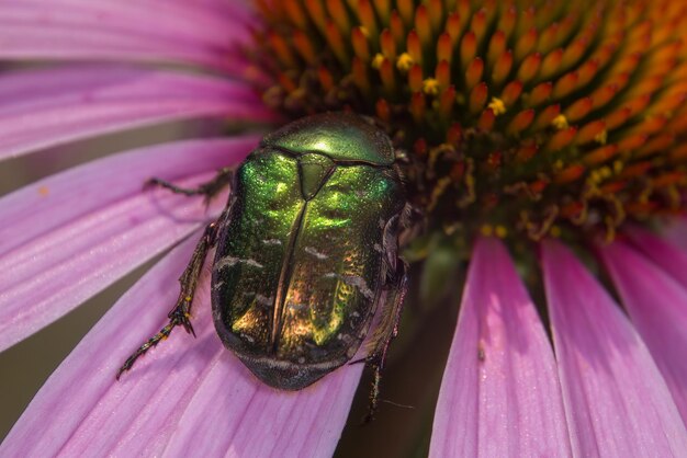 cicala verde