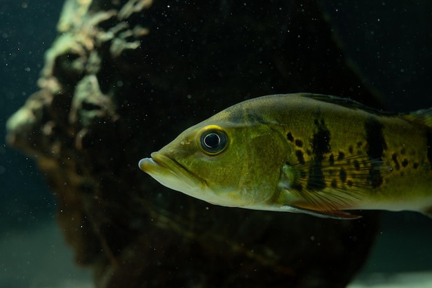 Cichla su sfondo nero