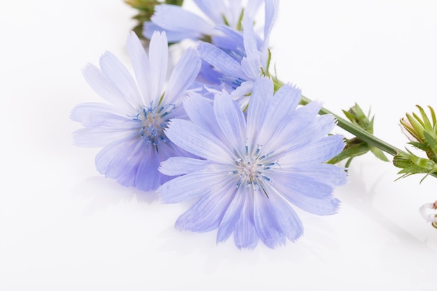 Cichorium intybus fiori di cicoria comuni isolati su sfondo bianco