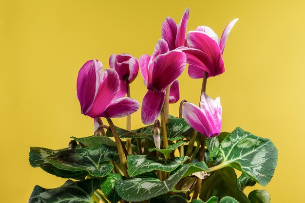 Ciclameni con fiori rosa su uno sfondo giallo