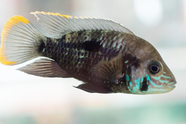 Ciclidi nani pesci d'acquario. Apistogramma nijsseni è una specie di pesce ciclide, endemico di habitat locali di acque nere altamente ristretti nel Perù meridionale.