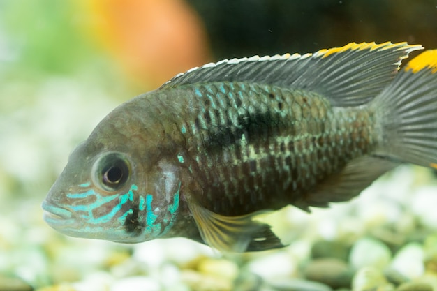 Ciclidi nani pesci d'acquario. Apistogramma nijsseni è una specie di pesce ciclide, endemico di habitat locali di acque nere altamente ristretti nel Perù meridionale.