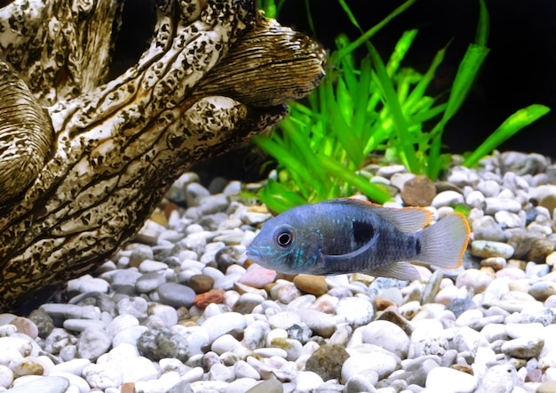 Ciclidi nani pesci d'acquario. (Apistogramma nijsseni).