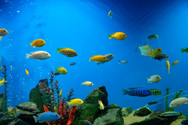 Ciclidi vari e colorati in acquario