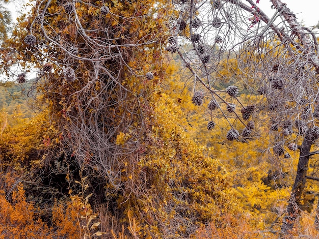 Ciclo di vita in natura. paesaggio autunnale, concentrarsi sui coni. rami secchi