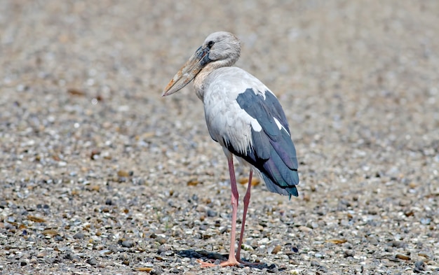 Cicogna a becco aperto Asian openbill Anastomus oscitans Beautiful Birds of Thailand