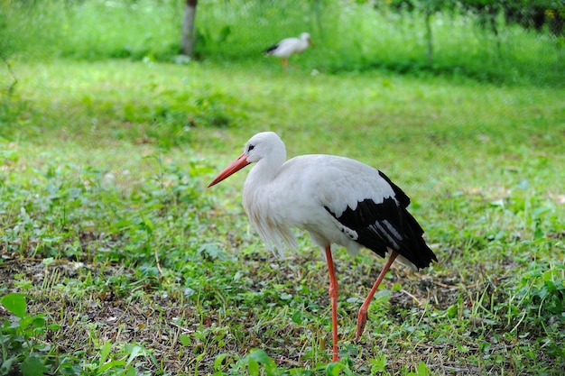 Cicogna adulta nel suo habitat naturale