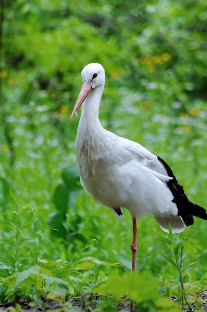 Cicogna adulta nel suo habitat naturale