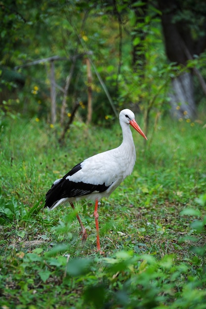 Cicogna adulta nel suo habitat naturale