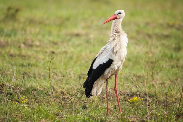 Cicogna bianca, ciconia ciconia, in piedi sul pascolo nella natura estiva. Uccello dalle gambe lunghe con piuma bianca e nera che osserva sul prato. Animale selvatico alato che osserva sul campo.